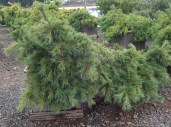 1.-Pinus-strobus-Coney-Island — копия2